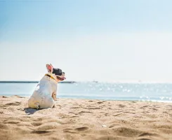 宿泊プラン「愛犬とくつろぐ部屋食付プラン」